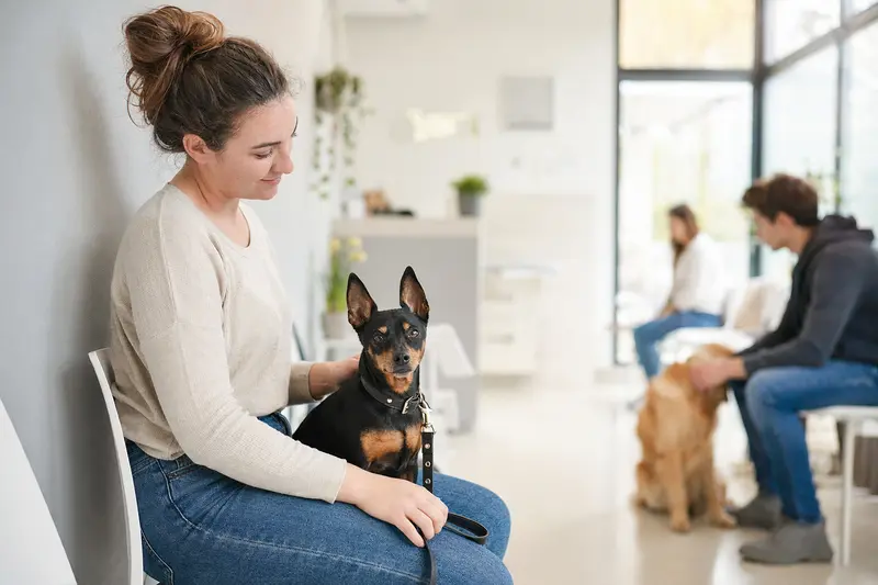 Ein Zwergpinscher sitzt ruhig neben seinem Besitzer im hellen Wartezimmer einer modernen Tierarztpraxis.
